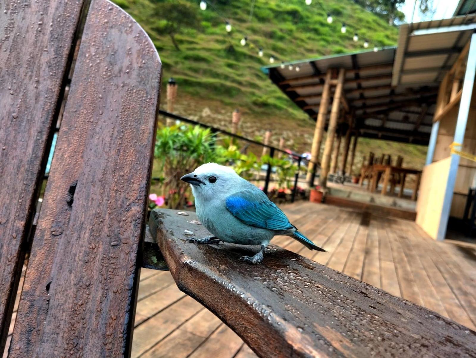 Hotel Rivel - Restaurant & Nature Retreat Turrialba Exteriér fotografie